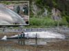 Balena comune morta e incinta, trovata sulla prua di una nave da crociera in Alaska