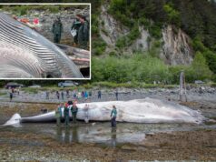 Balena comune morta e incinta, trovata sulla prua di una nave da crociera in Alaska