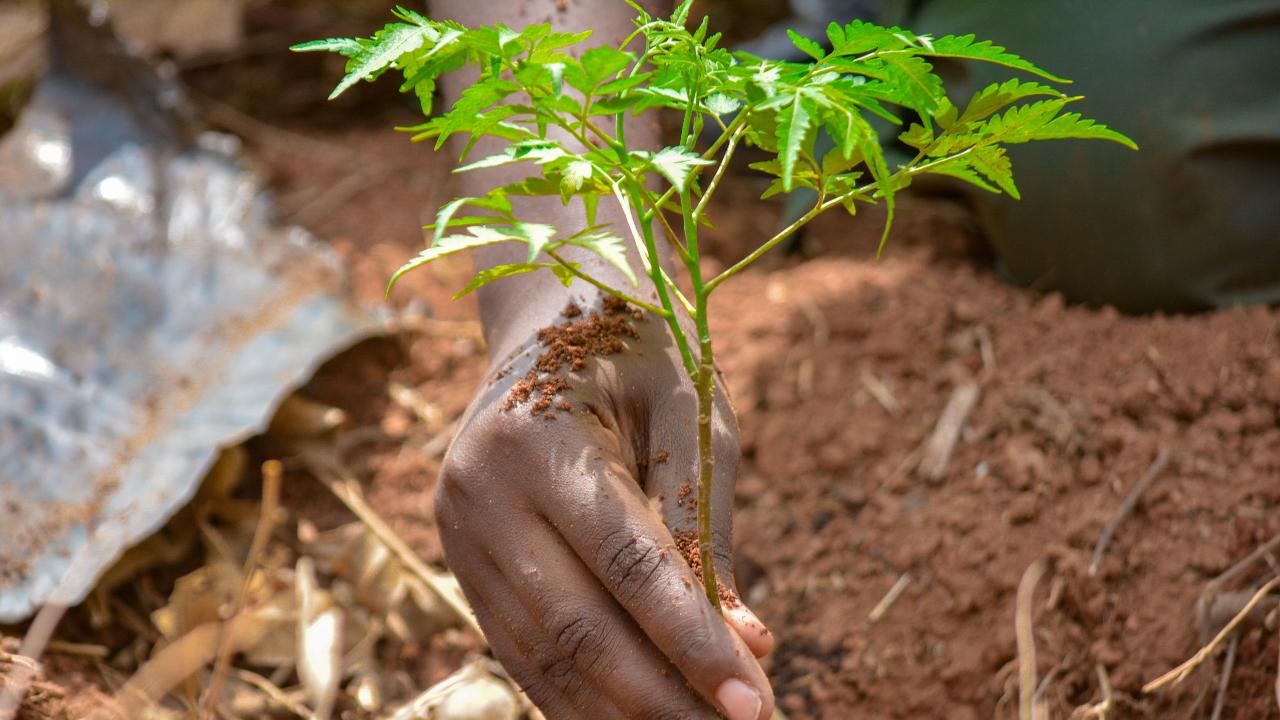 Instituições de saúde de Haryana aconselhadas a lançar uma campanha massiva de plantações