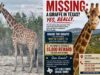 Gracie, la giraffa, scompare dal ranch del Texas e non si vede da quasi 2 settimane, sconcertando il pubblico