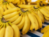Gli agricoltori del MP si rallegrano quando la banana Burhanpur riceve il prestigioso marchio IG