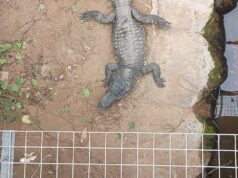 Uomo accusato di tentato omicidio, rilasciato dopo aver presumibilmente costretto il bambino a entrare nel recinto dei coccodrilli allo zoo