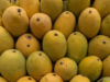 I membri della diaspora e i newyorkesi apprezzano le varietà di mango indiano durante un evento speciale
